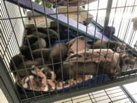 7 weken 2 dagen: Stapel pups na ochtend losloopronde