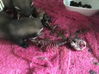 Gestripte muskusrat / waterkonijn, pups eten nog vaker dan een volwassen fret om botjes heen