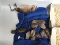 4 weken en 3 dagen: Muskusrat op het menu