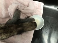 3 weken 2 dagen: Fé aan recovery liquid, puppenmeisje eet mee