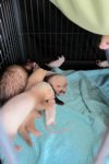 6 weken en 2 dagen: Muizenplaag