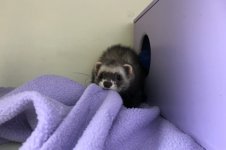 6 maanden, in wintervacht inmiddels. Alle kleedjes moeten in het nachthok getrokken.