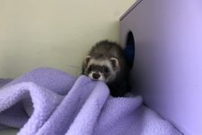 6 maanden, in wintervacht inmiddels. Alle kleedjes moeten in het nachthok getrokken.