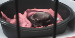 Camera screenshot: De eerste pup!